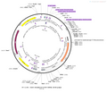 AAV-GfaABC1D-EYFP AAV Vector – Fluorescent reporter – Constitutive – GfaABC1D promoter – EYFP reporter – for Cell labeling / tracing – BHV12400678