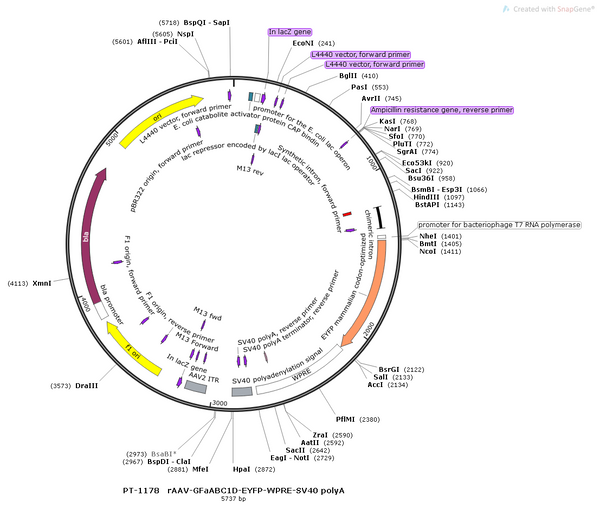 AAV-GfaABC1D-EYFP AAV Vector – Fluorescent reporter – Constitutive – GfaABC1D promoter – EYFP reporter – for Cell labeling / tracing – BHV12400678