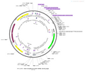 AAV-GfaABC1D-EGFP AAV Vector – Fluorescent reporter – Constitutive – GfaABC1D promoter – EGFP reporter – for Cell labeling / tracing – BHV12400680