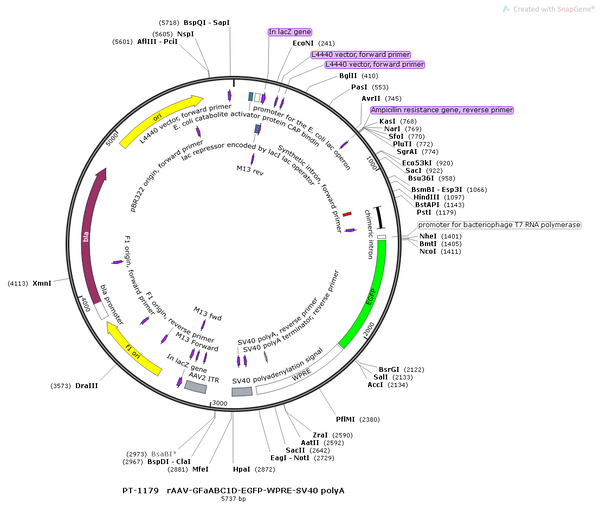 AAV-GfaABC1D-EGFP AAV Vector – Fluorescent reporter – Constitutive – GfaABC1D promoter – EGFP reporter – for Cell labeling / tracing – BHV12400680