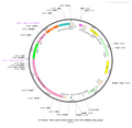 AAV-GFAP-EGFP-TVA AAV Vector – Fluorescent reporter – Constitutive – GFAP promoter – EGFP reporter – for Cell labeling / tracing – BHV12400684