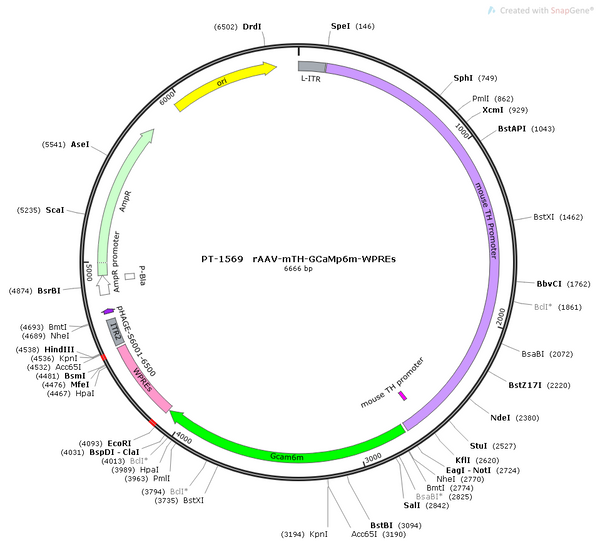 AAV-mTH-GCaMP6m AAV Vector – Calcium indicator – Constitutive – mTH promoter – for Calcium imaging – BHV12400685