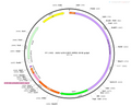 AAV-mTH-EGFP AAV Vector – Fluorescent reporter – Constitutive – mTH promoter – EGFP reporter – for Cell labeling / tracing – BHV12400686