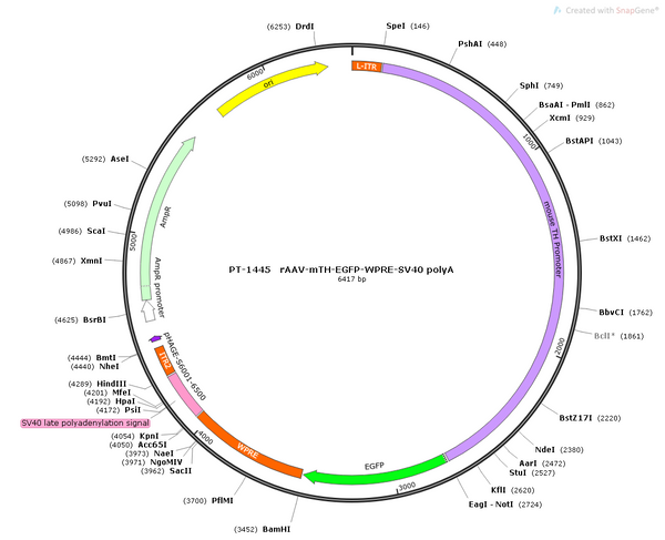 AAV-mTH-EGFP AAV Vector – Fluorescent reporter – Constitutive – mTH promoter – EGFP reporter – for Cell labeling / tracing – BHV12400686