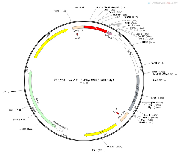 AAV-TH-3XFlag AAV Vector – Constitutive – TH promoter – BHV12400687