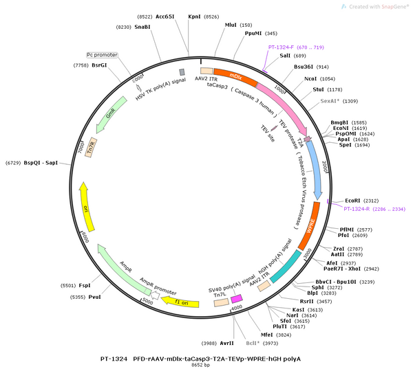 AAV-mDLX-taCasp3 AAV Vector – Constitutive – mDLX promoter – BHV12400689