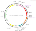 AAV-DLX5/6-mCherry AAV Vector – Fluorescent reporter – Constitutive – DLX5/6 promoter – mCherry reporter – for Cell labeling / tracing – BHV12400693