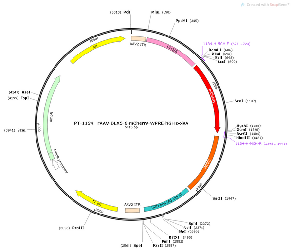AAV-DLX5/6-mCherry AAV Vector – Fluorescent reporter – Constitutive – DLX5/6 promoter – mCherry reporter – for Cell labeling / tracing – BHV12400693