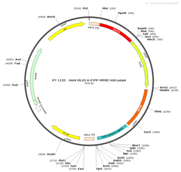 AAV-DLX5/6-EYFP AAV Vector – Fluorescent reporter – Constitutive – DLX5/6 promoter – EYFP reporter – for Cell labeling / tracing – BHV12400694