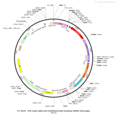 AAV-mDLX-DIO-hChR2(H134R)-mCherry AAV Vector – Optogenetic actuator (opsin) – Cre-dependent – mDLX promoter – mCherry reporter – for Optogenetics – BHV12400695