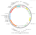 AAV-VGAT2-Cre-mCherry AAV Vector – Fluorescent reporter – Constitutive – VGAT2 promoter – mCherry reporter – for Cell labeling / tracing – BHV12400699