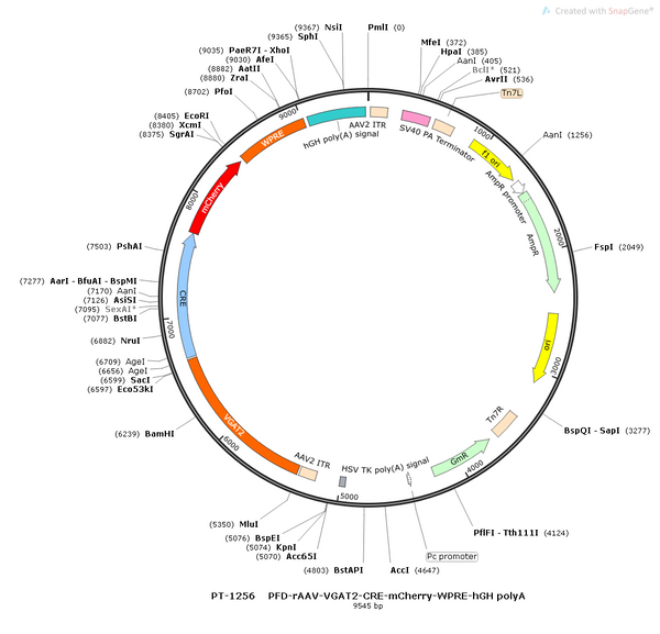 AAV-VGAT2-Cre-mCherry AAV Vector – Fluorescent reporter – Constitutive – VGAT2 promoter – mCherry reporter – for Cell labeling / tracing – BHV12400699