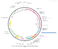 AAV-VGAT1-taCasp3 AAV Vector – Constitutive – VGAT1 promoter – BHV12400700