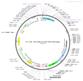 AAV-PV-Cre-EGFP AAV Vector – Fluorescent reporter – Constitutive – PV promoter – EGFP reporter – for Cell labeling / tracing – BHV12400702