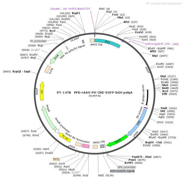 AAV-PV-Cre-EGFP AAV Vector – Fluorescent reporter – Constitutive – PV promoter – EGFP reporter – for Cell labeling / tracing – BHV12400702