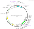 AAV-PV-EGFP AAV Vector – Fluorescent reporter – Constitutive – PV promoter – EGFP reporter – for Cell labeling / tracing – BHV12400703