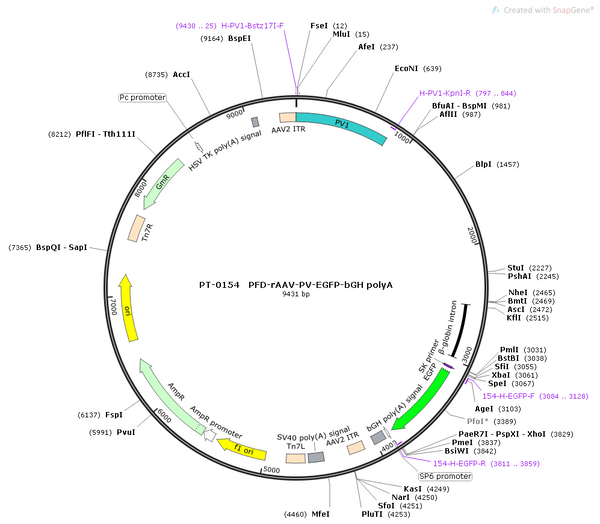 AAV-PV-EGFP AAV Vector – Fluorescent reporter – Constitutive – PV promoter – EGFP reporter – for Cell labeling / tracing – BHV12400703