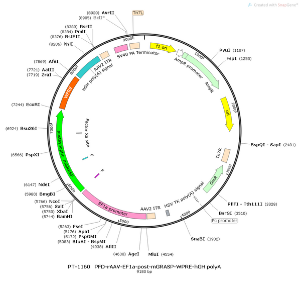 AAV-EF1α-post AAV Vector – Constitutive – EF1α promoter – BHV12400706