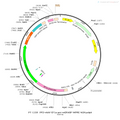 AAV-EF1α-pre AAV Vector – Constitutive – EF1α promoter – BHV12400707