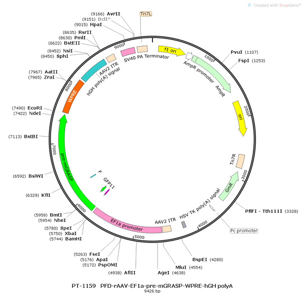 AAV-EF1α-pre AAV Vector – Constitutive – EF1α promoter – BHV12400707