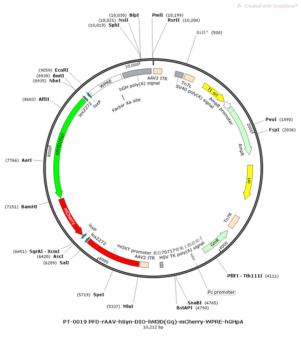 AAV-mOXT-DIO-hM3D(Gq)-mCherry AAV Vector – Chemogenetic actuator (DREADD/PSAM/KORD) – Cre-dependent – mOXT promoter – mCherry reporter – for Chemogenetics – BHV12400711