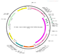 AAV-E-CreERT2-PEST AAV Vector – Constitutive – E-SARE promoter – BHV12400713