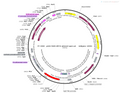 AAV-RAM-mDsRed AAV Vector – Transcriptional regulator / recombinase – Activity-dependent (RAM) + Tet-regulated – RAM promoter – for Genetic driver / recombination – BHV12400715