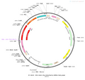AAV-c-D2mCherry AAV Vector – Constitutive – c-Fos promoter – BHV12400716