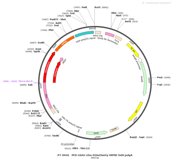 AAV-c-D2mCherry AAV Vector – Constitutive – c-Fos promoter – BHV12400716