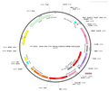 AAV-c-tTA-mCherry AAV Vector – Fluorescent reporter – Tet-regulated – c-Fos promoter – mCherry reporter – for Cell labeling / tracing – BHV12400717