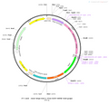 AAV-hSyn-Kir2.1-EGFP AAV Vector – Fluorescent reporter – Constitutive – hSyn promoter – EGFP reporter – for Cell labeling / tracing – BHV12400720