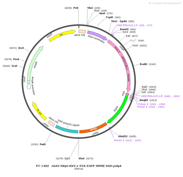 AAV-hSyn-Kir2.1-EGFP AAV Vector – Fluorescent reporter – Constitutive – hSyn promoter – EGFP reporter – for Cell labeling / tracing – BHV12400720