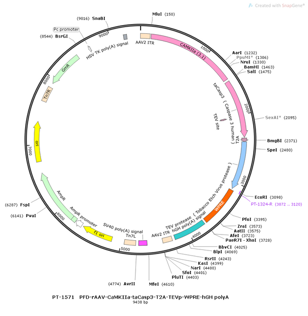 AAV-CaMKIIa-taCasp3 AAV Vector – Constitutive – CaMKIIa promoter – BHV12400721