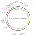 AAV-CaMKIIa-fDIO-Flp AAV Vector – Transcriptional regulator / recombinase – Flp-dependent – CaMKIIa promoter – for Genetic driver / recombination – BHV12400723
