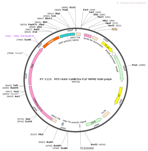 AAV-CaMKIIa-fDIO-Flp AAV Vector – Transcriptional regulator / recombinase – Flp-dependent – CaMKIIa promoter – for Genetic driver / recombination – BHV12400723