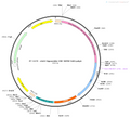 AAV-HypoCretin-Cre AAV Vector – Transcriptional regulator / recombinase – Constitutive – HypoCretin promoter – for Genetic driver / recombination – BHV12400739