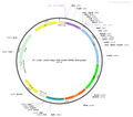 AAV-hSyn-Cre-EGFP AAV Vector – Fluorescent reporter – Constitutive – hSyn promoter – EGFP reporter – for Cell labeling / tracing – BHV12400745