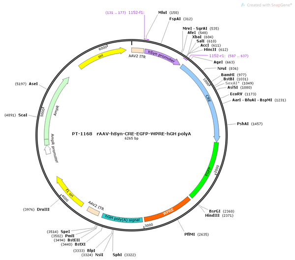 AAV-hSyn-Cre-EGFP AAV Vector – Fluorescent reporter – Constitutive – hSyn promoter – EGFP reporter – for Cell labeling / tracing – BHV12400745