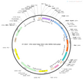 AAV-hSyn-fDIO-Cre AAV Vector – Transcriptional regulator / recombinase – Constitutive – hSyn promoter – for Genetic driver / recombination – BHV12400746