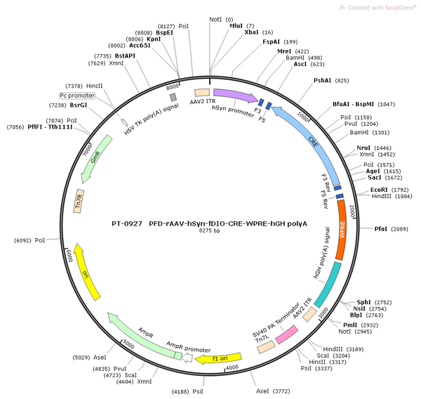 AAV-hSyn-fDIO-Cre AAV Vector – Transcriptional regulator / recombinase – Constitutive – hSyn promoter – for Genetic driver / recombination – BHV12400746