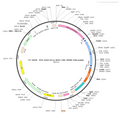 AAV-EF1α-fDIO-Cre AAV Vector – Transcriptional regulator / recombinase – Constitutive – EF1α promoter – for Genetic driver / recombination – BHV12400747