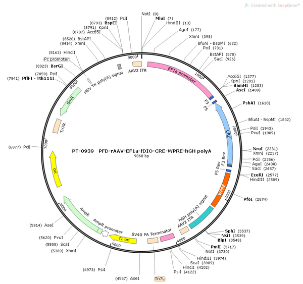 AAV-EF1α-fDIO-Cre AAV Vector – Transcriptional regulator / recombinase – Constitutive – EF1α promoter – for Genetic driver / recombination – BHV12400747