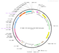 AAV-EF1α-Cre AAV Vector – Transcriptional regulator / recombinase – Constitutive – EF1α promoter – for Genetic driver / recombination – BHV12400748