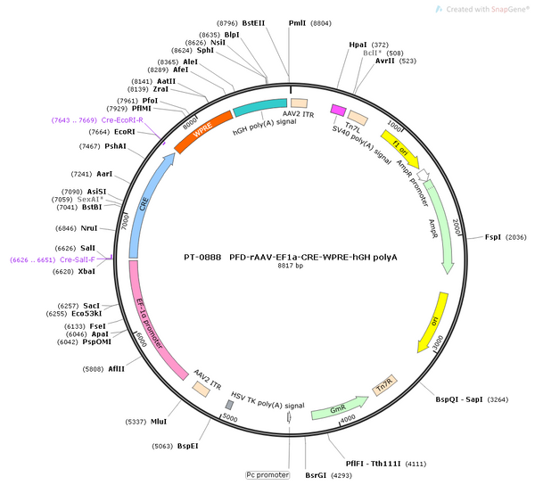 AAV-EF1α-Cre AAV Vector – Transcriptional regulator / recombinase – Constitutive – EF1α promoter – for Genetic driver / recombination – BHV12400748