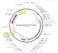 AAV-EF1α-DIO-CRF1.0 AAV Vector – Cre-dependent – EF1α promoter – BHV12400753