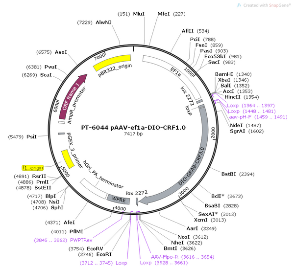 AAV-EF1α-DIO-CRF1.0 AAV Vector – Cre-dependent – EF1α promoter – BHV12400753