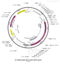 AAV-EF1α-DIO-5HT3.0 mut AAV Vector – Serotonin sensor – Cre-dependent – EF1α promoter – for Serotonin imaging – BHV12400754