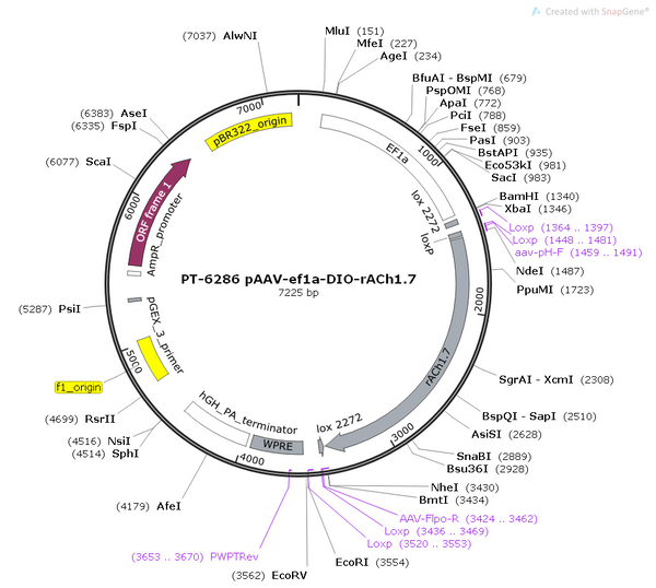 AAV-EF1α-DIO-rACh1.7 AAV Vector – Acetylcholine sensor – Cre-dependent – EF1α promoter – for Acetylcholine imaging – BHV12400756