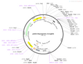 AAV-hSyn-OxLight AAV Vector – Neuromodulator sensor – Constitutive – hSyn promoter – for Neuromodulator imaging – BHV12400758