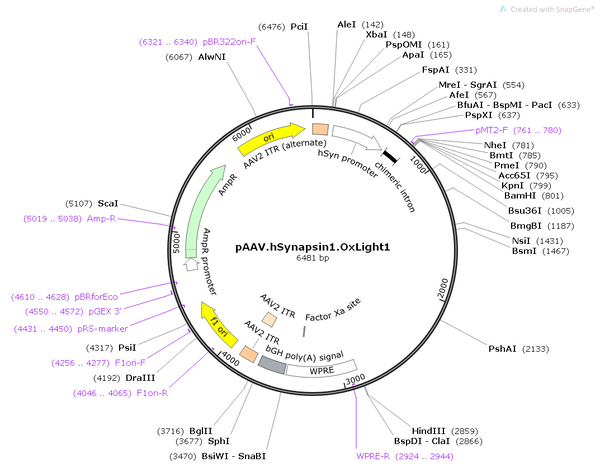AAV-hSyn-OxLight AAV Vector – Neuromodulator sensor – Constitutive – hSyn promoter – for Neuromodulator imaging – BHV12400758
